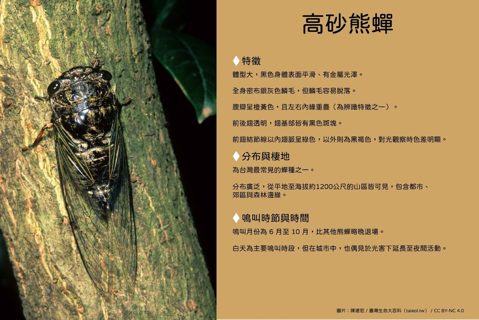 高砂熊蟬