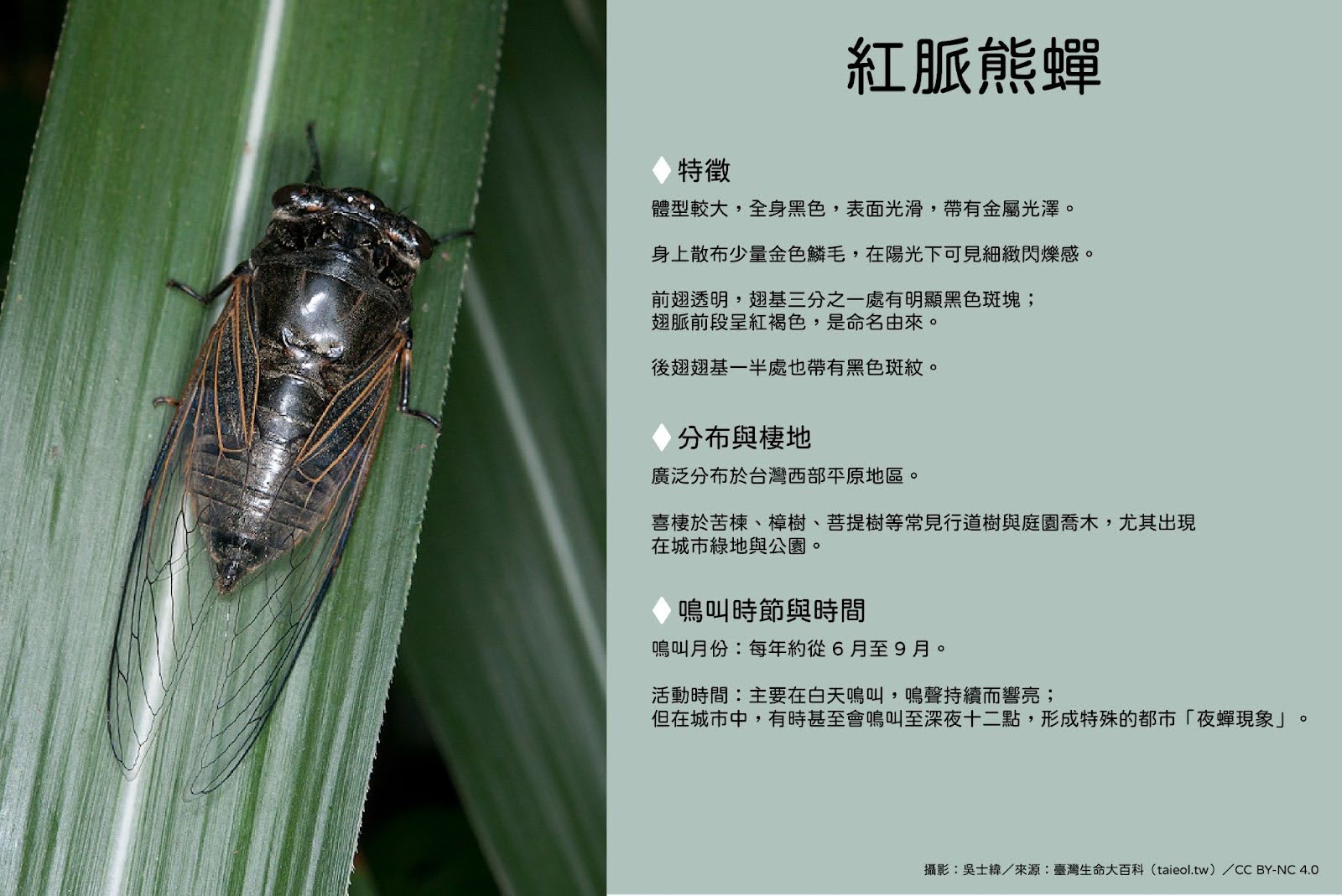 紅脈熊蟬