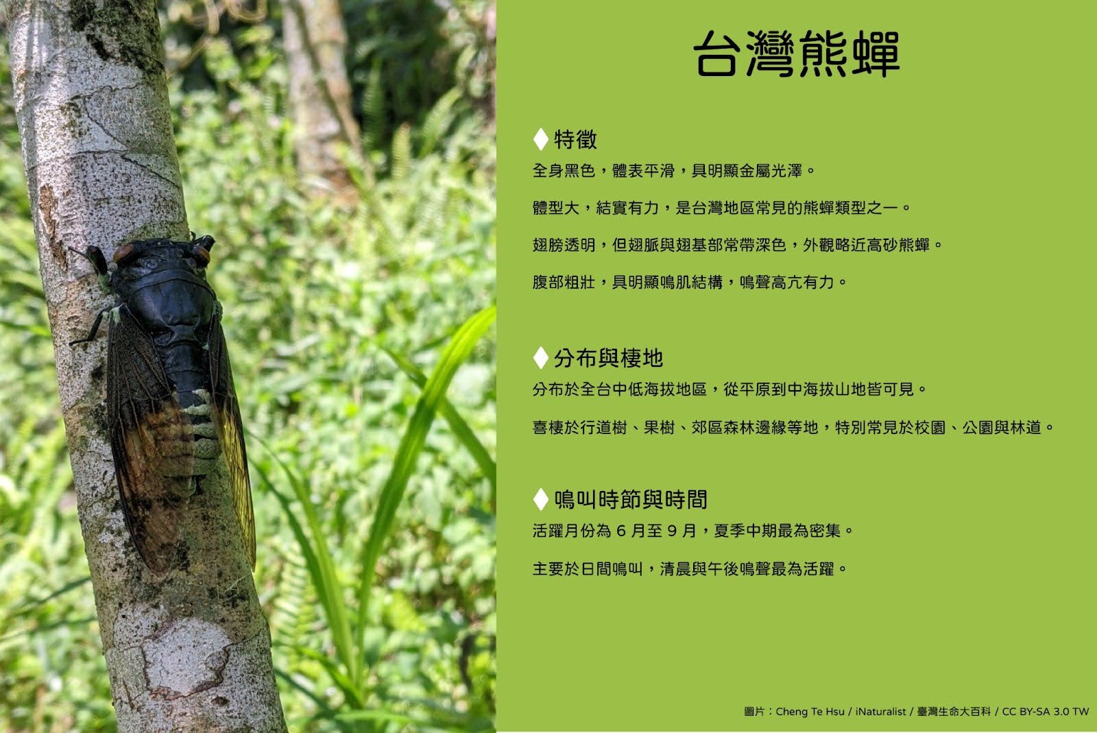 台灣熊蟬