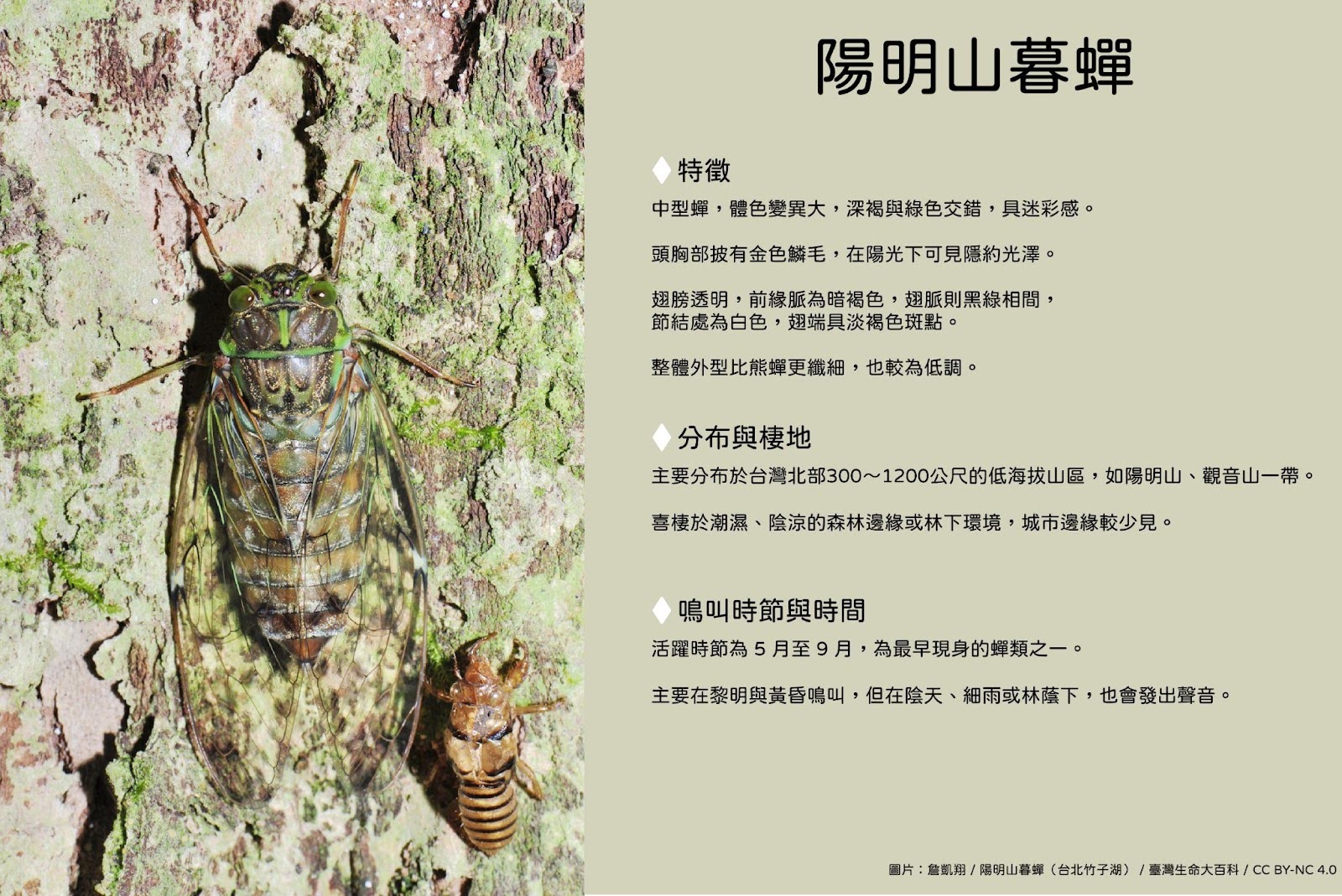 陽明山暮蟬