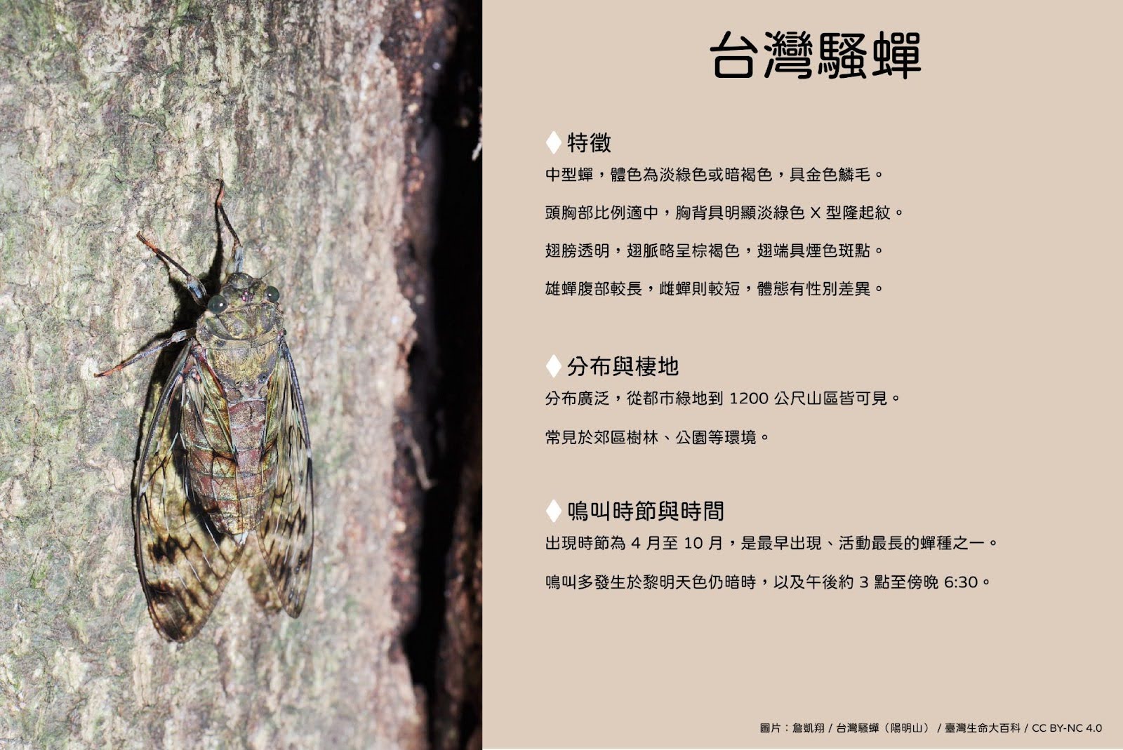 臺灣騷蟬